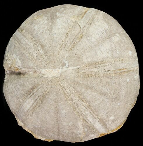 Jurassic Sea Urchin (Clypeus plotti) - England #65848